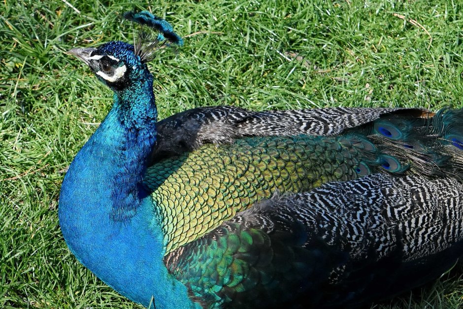 Китайский монал / Lophophorus lhuysii