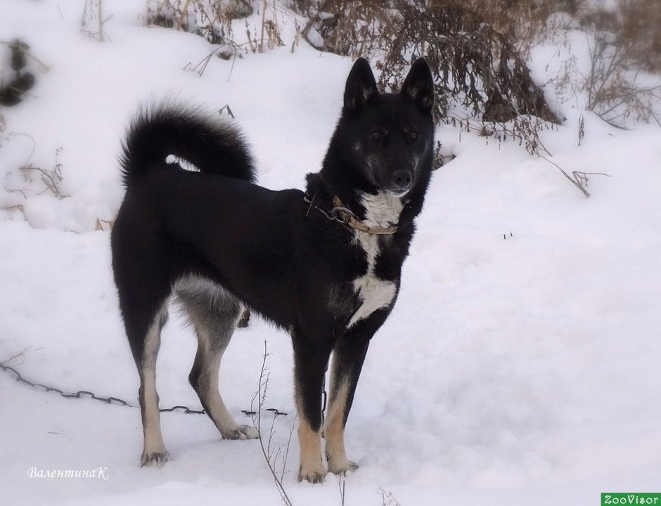 Лайка Восточно Прусская