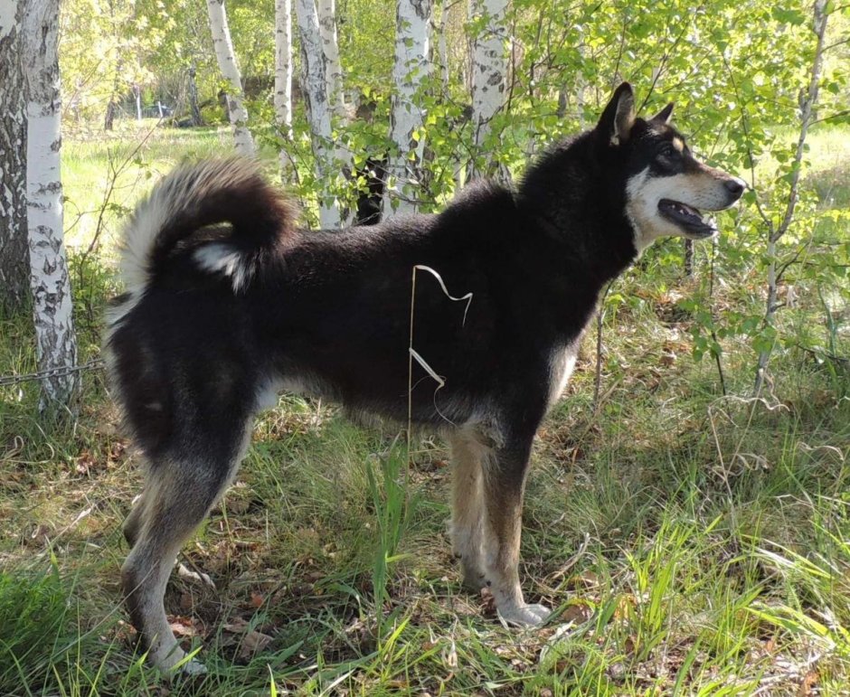 Восточно Сибирская лайка