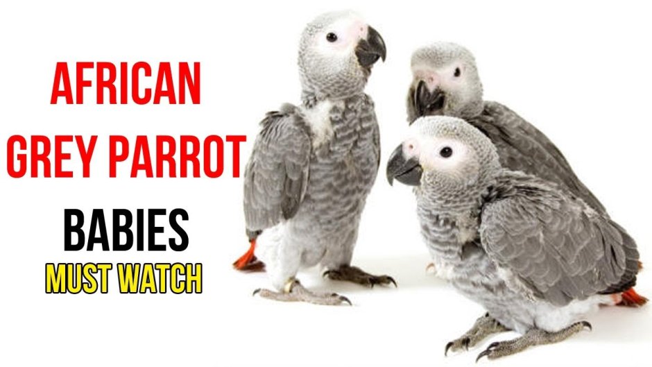 MS Parrot