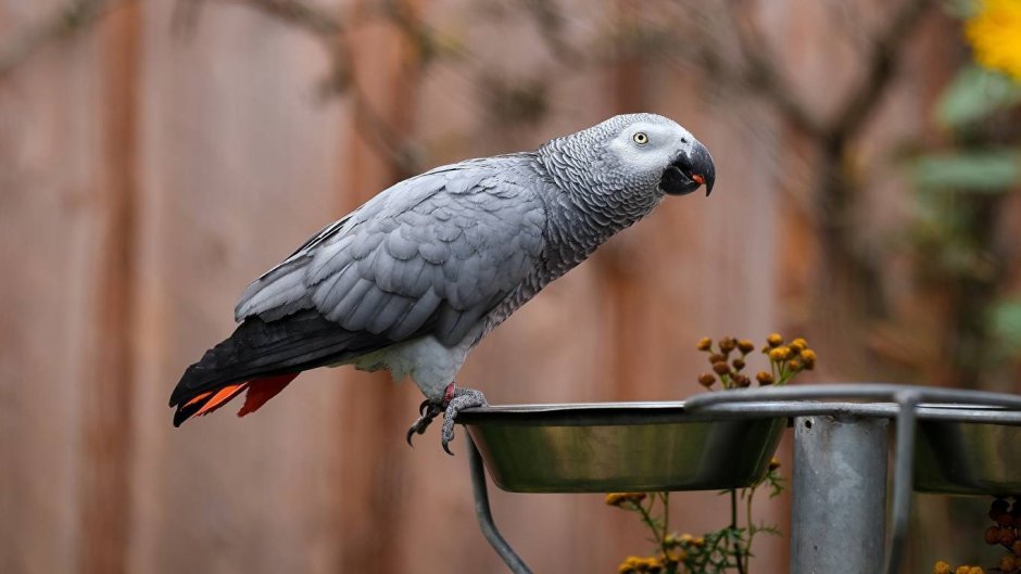 Попугай жако Григорий