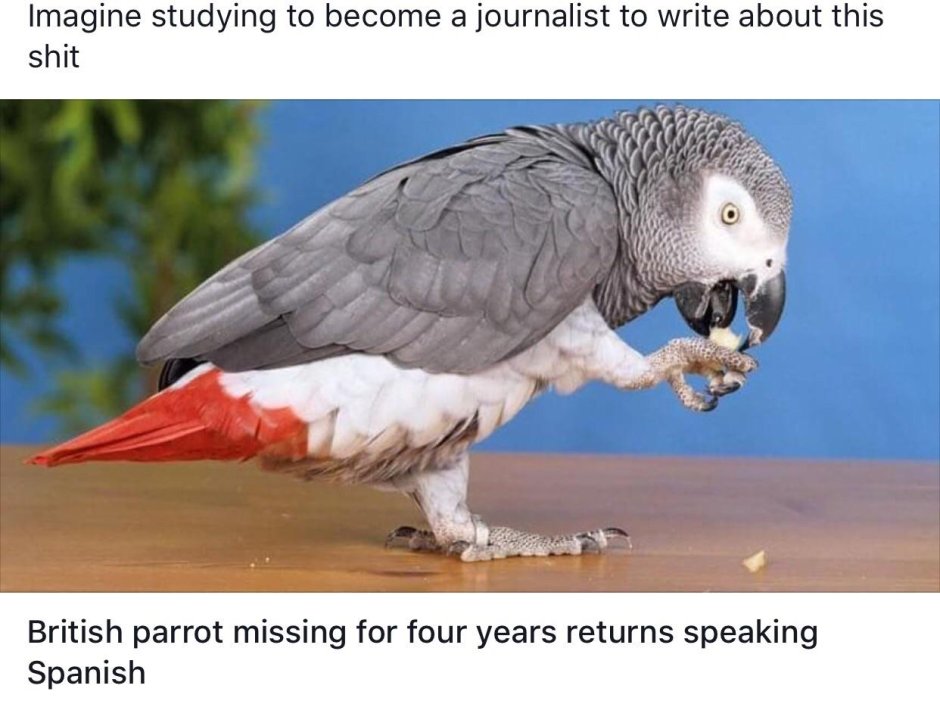 Попугай жако зеленый