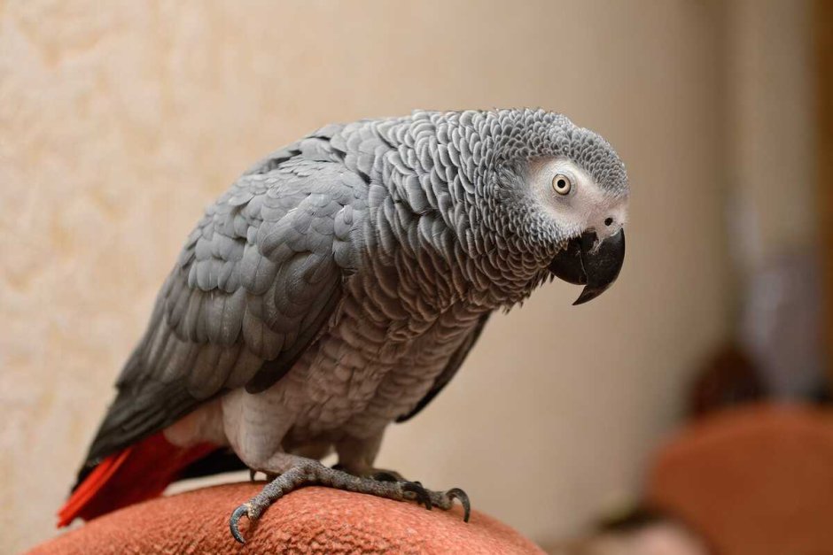 Королевский жако фото