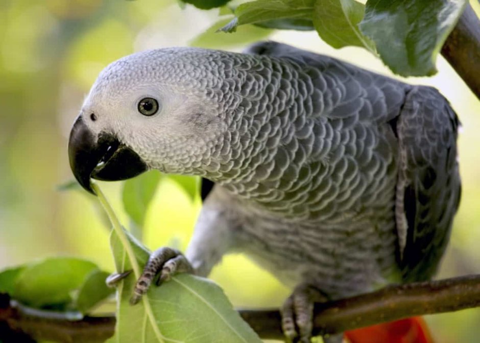 Parrot facts