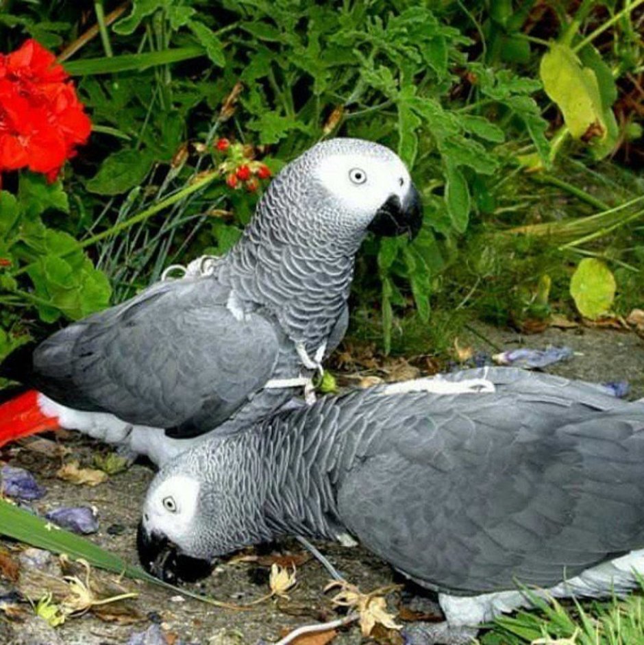 Попугай Королевский жако