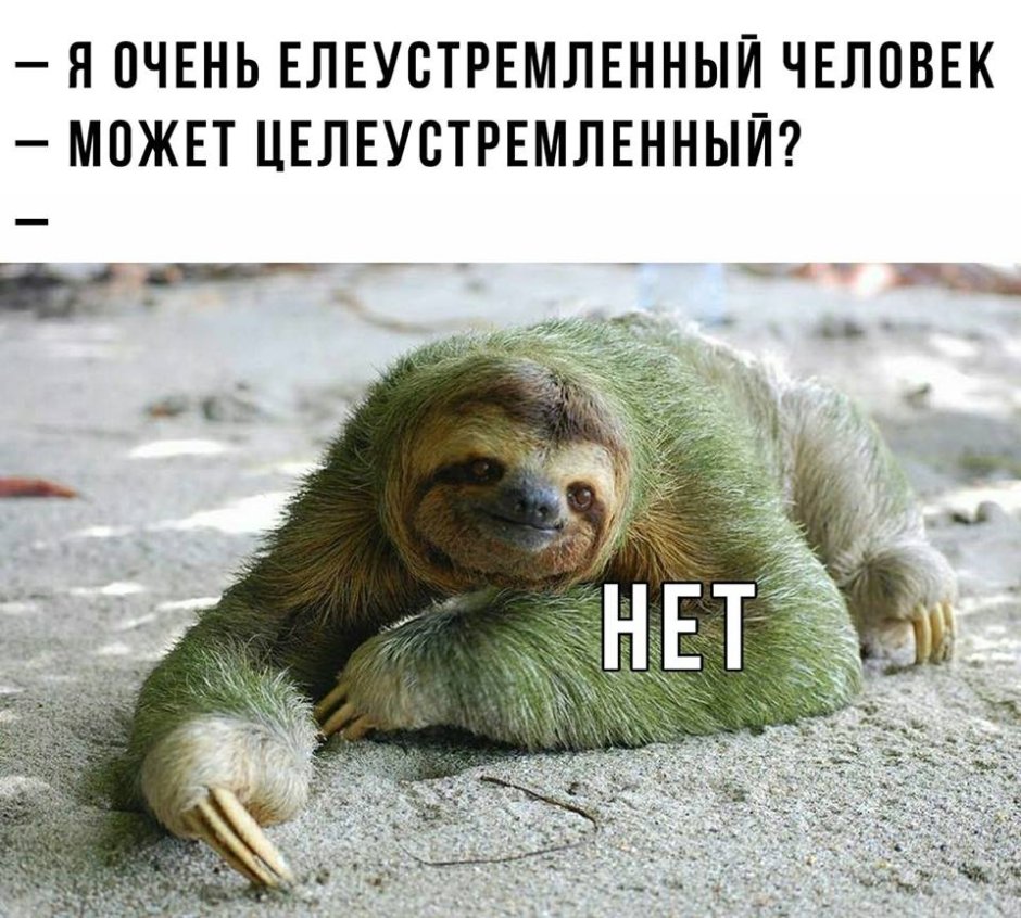 Ленивый Ленивец