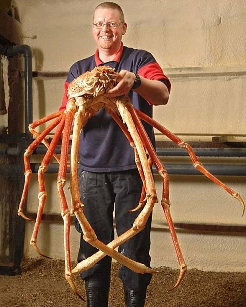 Паук белый Каракурт