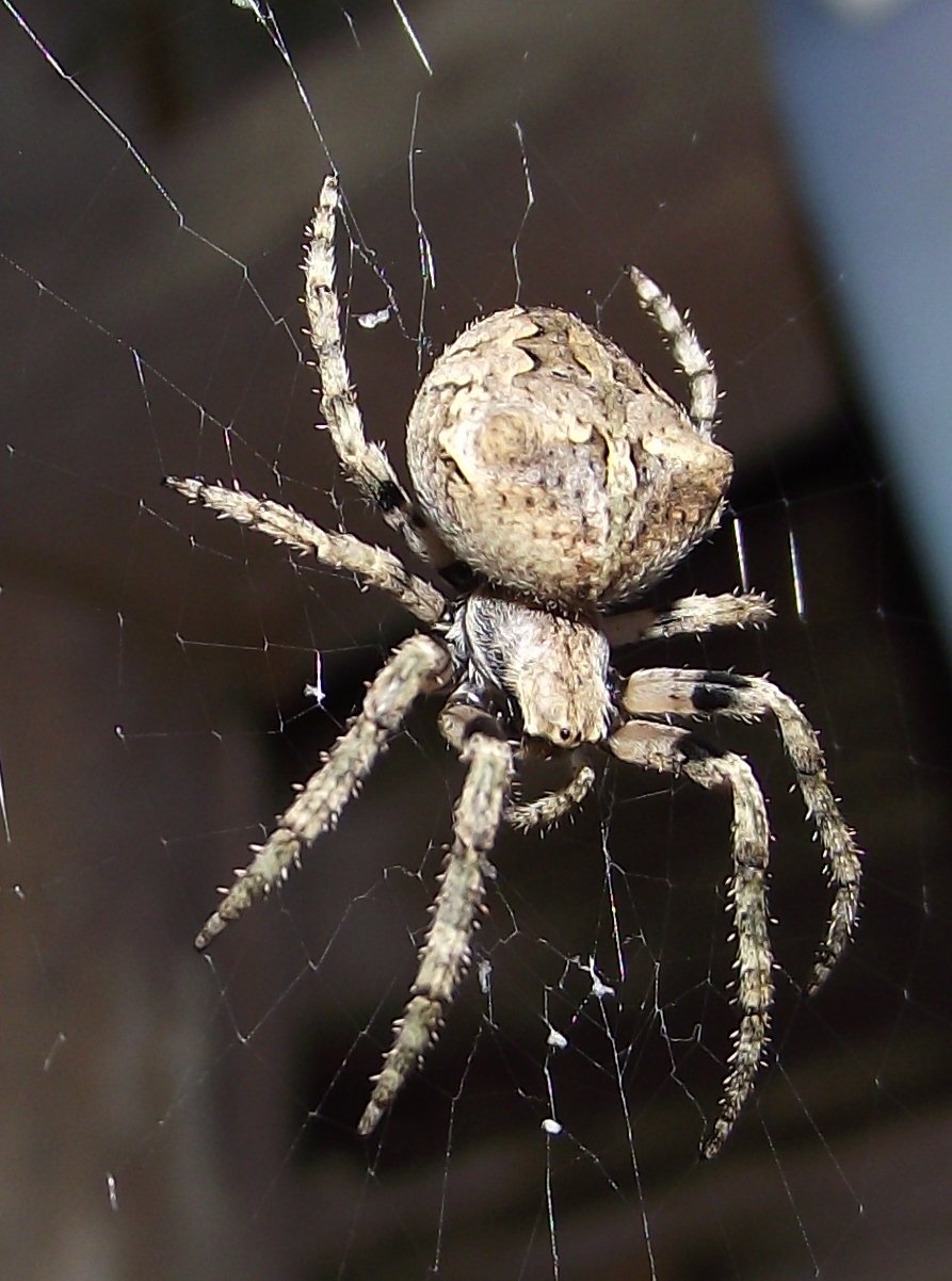 Самый гигантский паук в мире