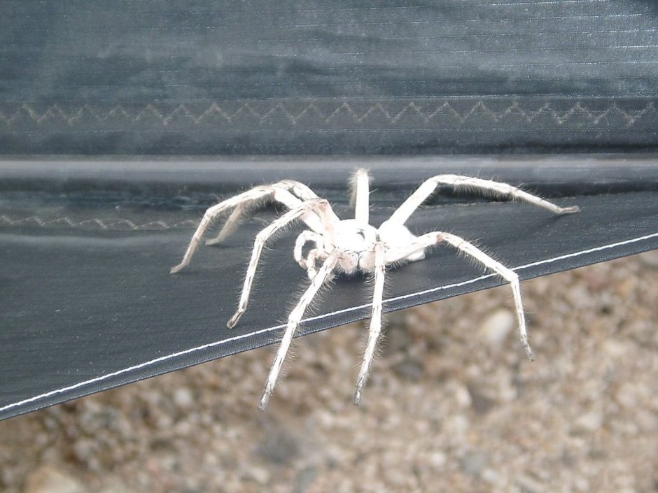 Большой паук на стене