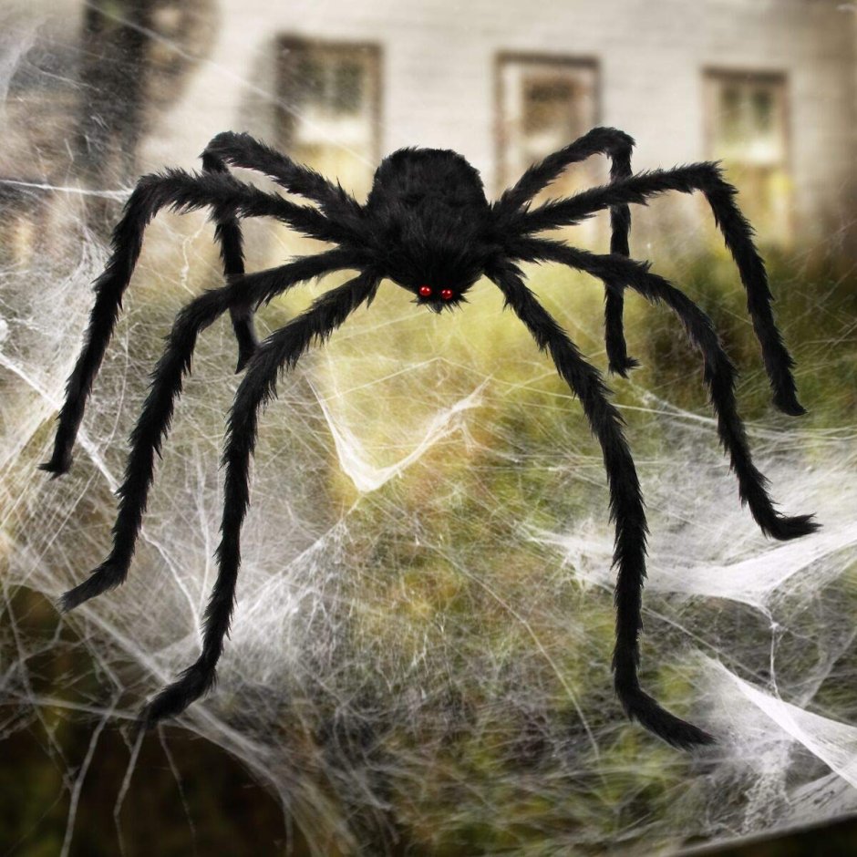 Паук Хантсмен Австралии