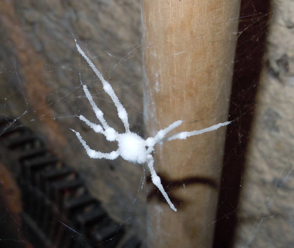 Большие белые пауки