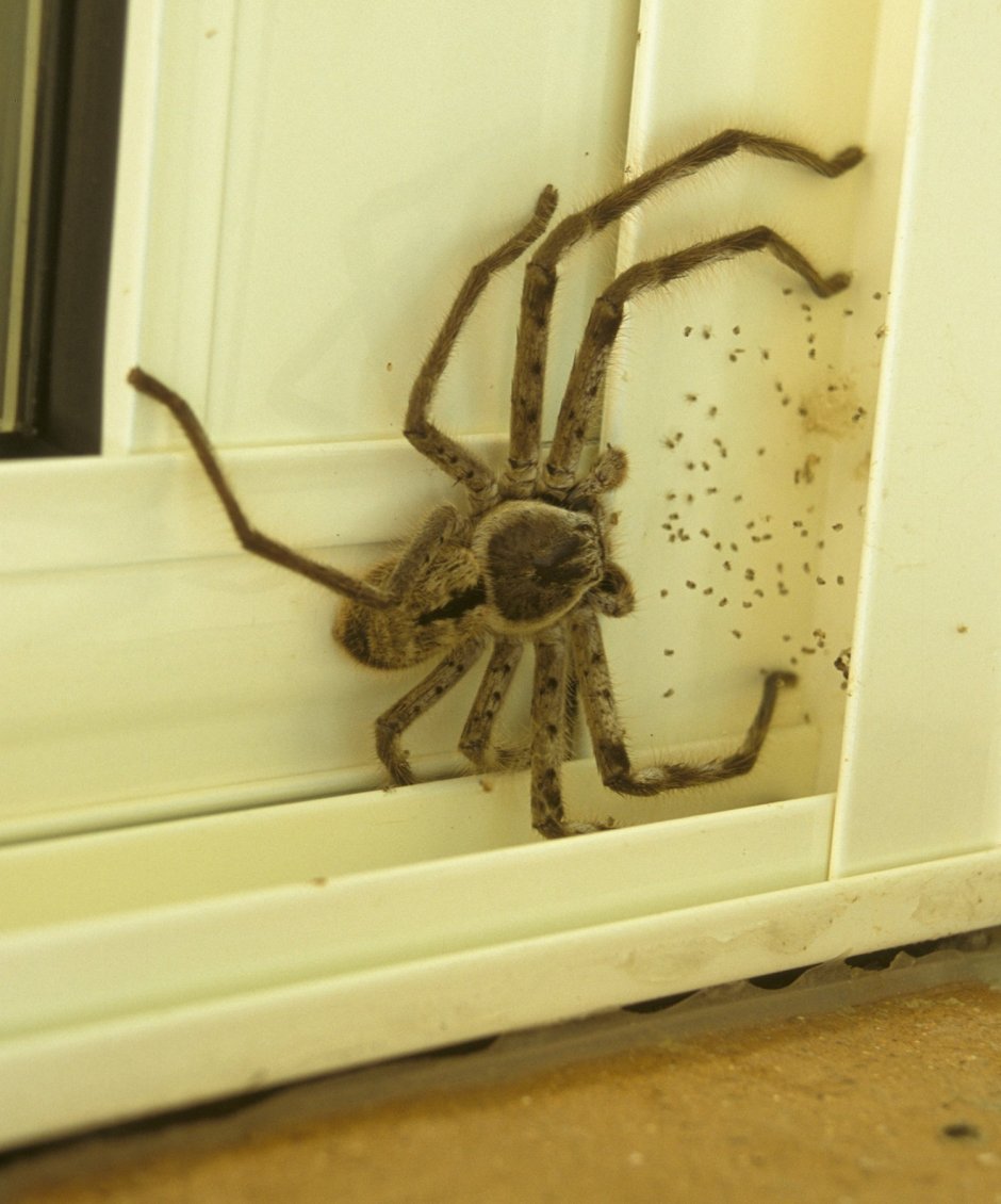 Голубой паук с белым животом