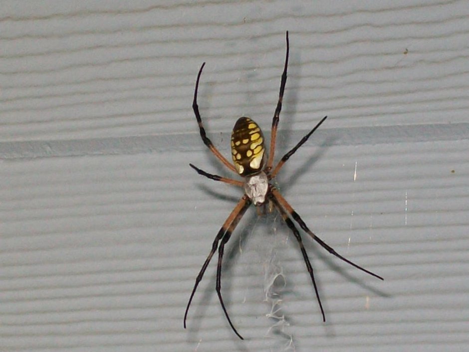 Чёрный паук с белыми пятнами на брюшке