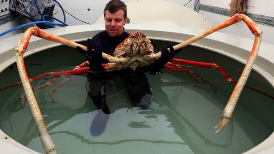 Паук Мизгирь крестовик