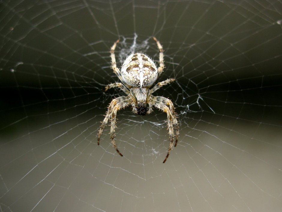 Паук Pamphobeteus platyomma