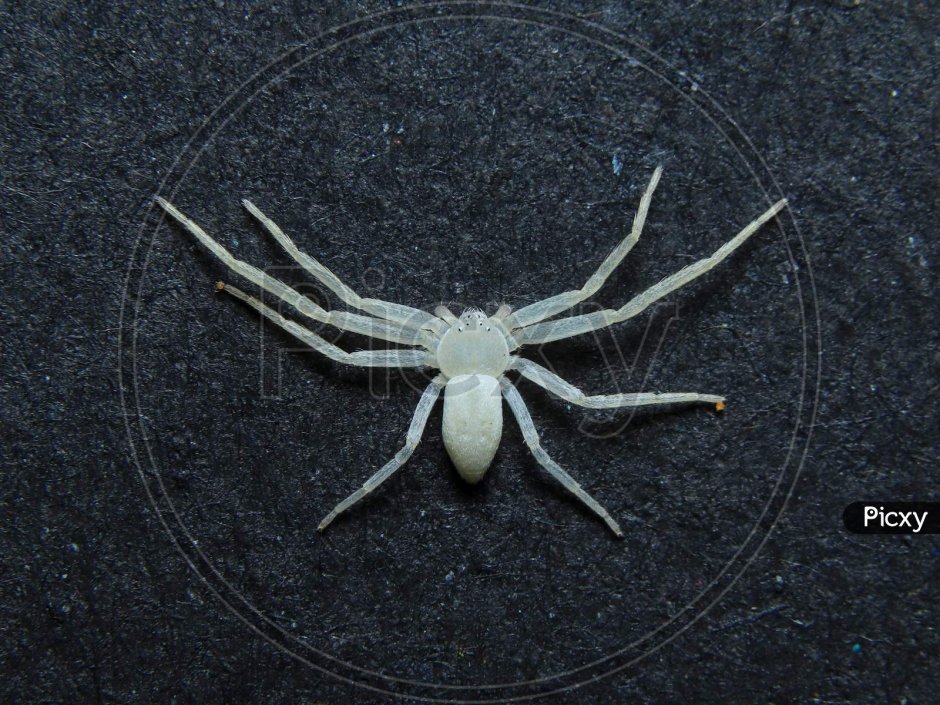 Южный белый паук Каракурт