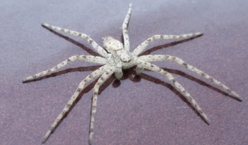 Маленький серый паук