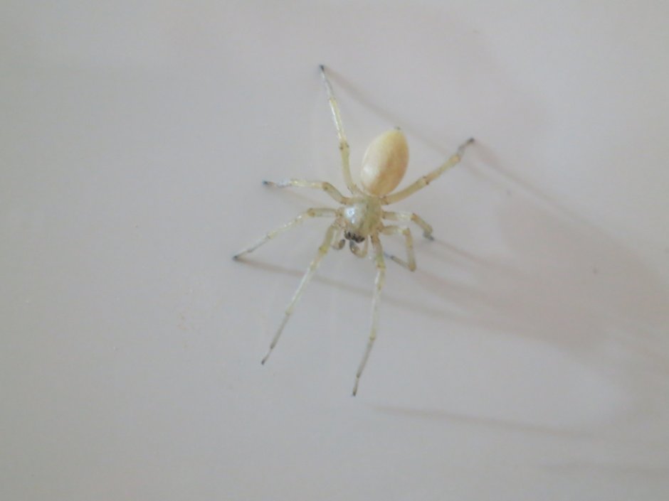 Надувной огромный человек