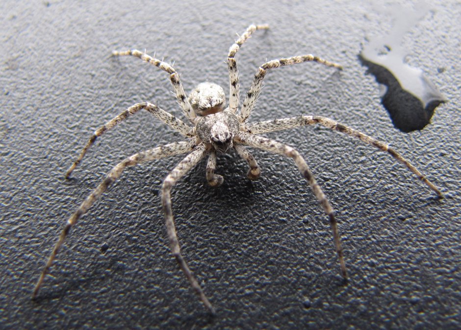 Паук крестовик белый