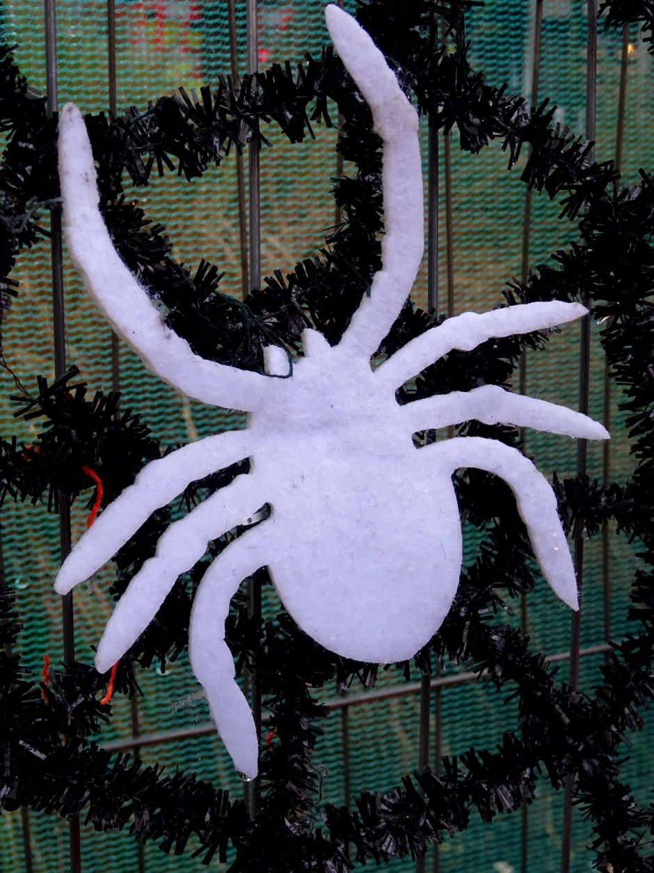 Паук чёрный с белыми полосками