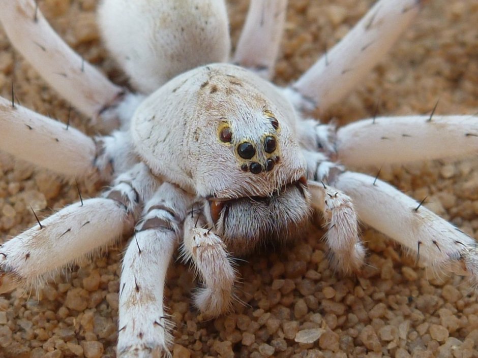 Краб пальмовый вор