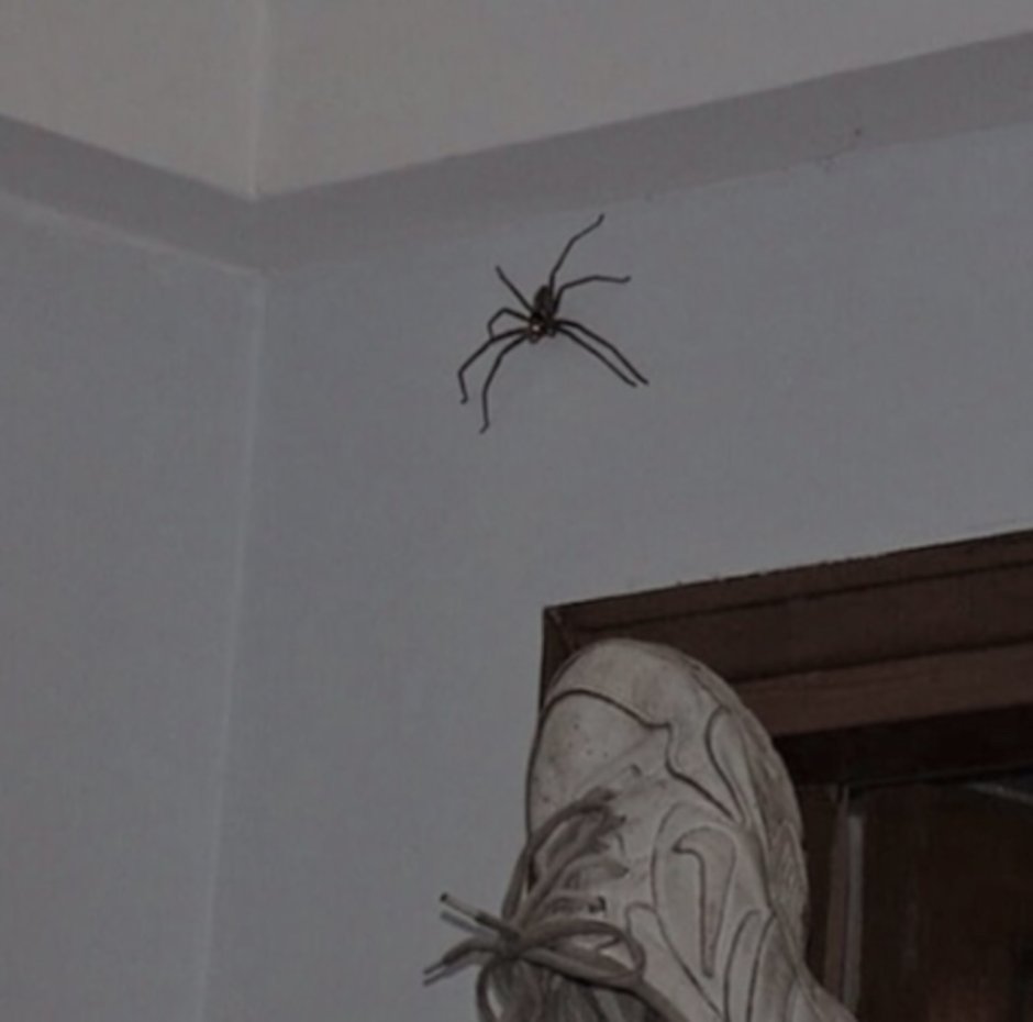 Чёрный паук с белым брюхом