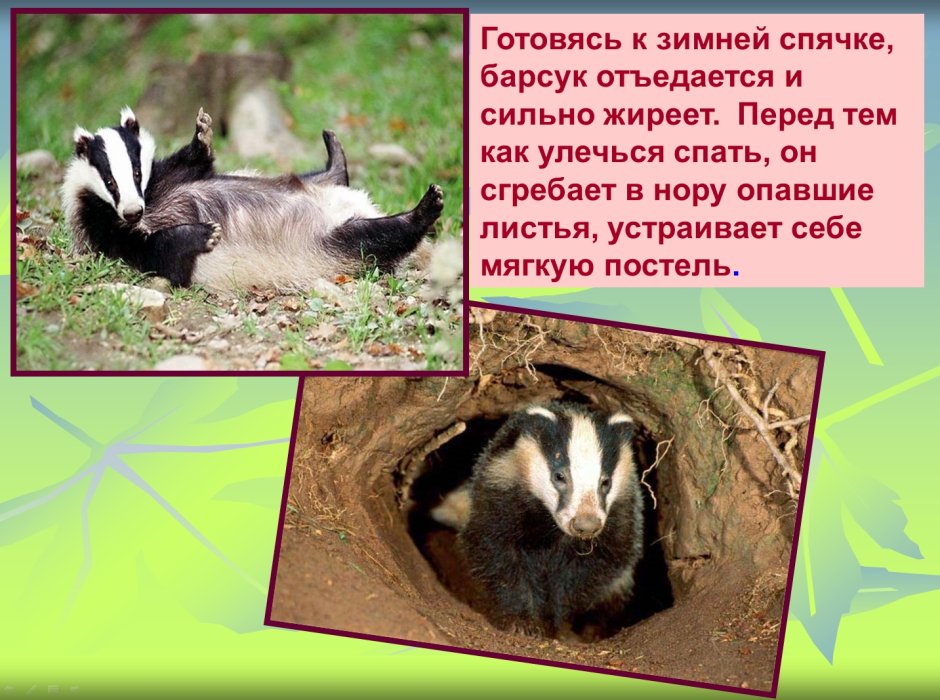 Барсук впадает в спячку зимой
