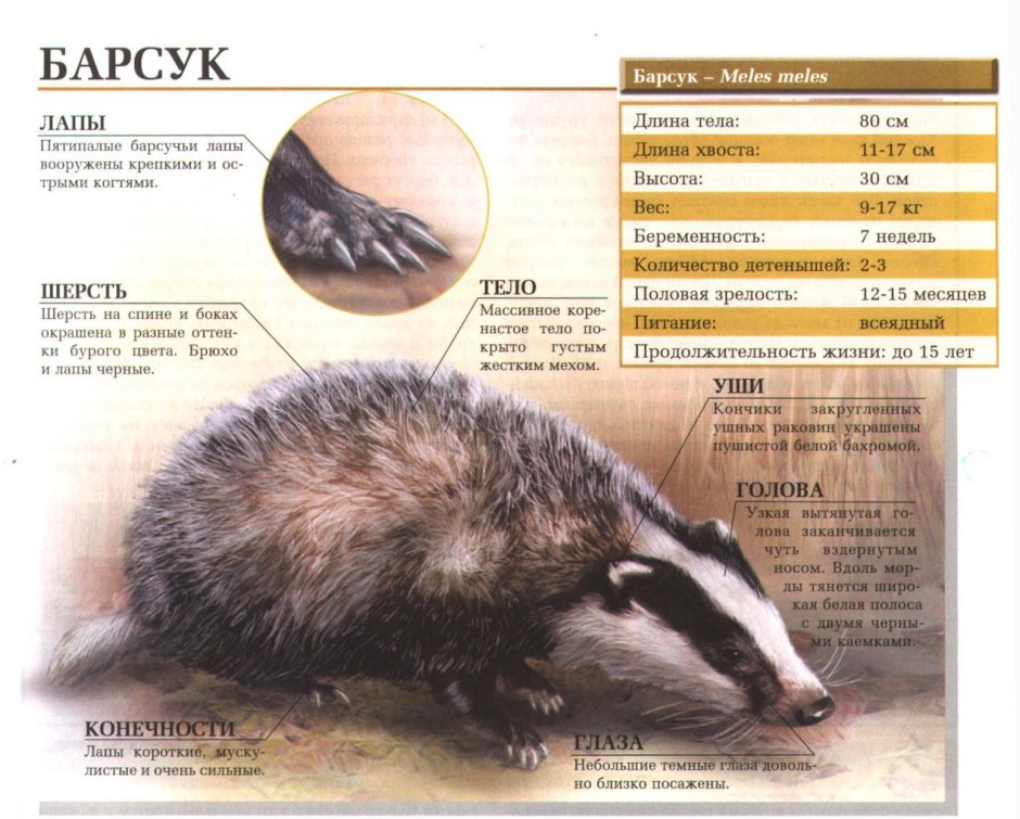 Энциклопедия про барсука