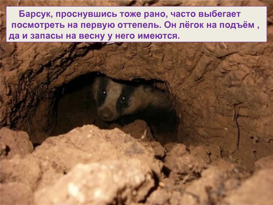 Нора барсука барсучья Нора