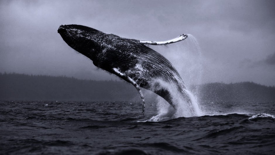 Голубой кит Balaenoptera musculus