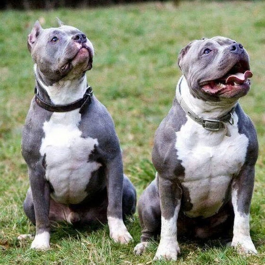 Булли, стафф, питбуль