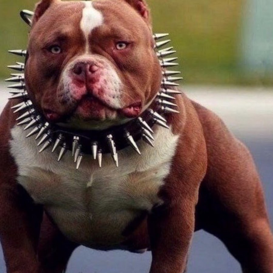 Американский булли злой