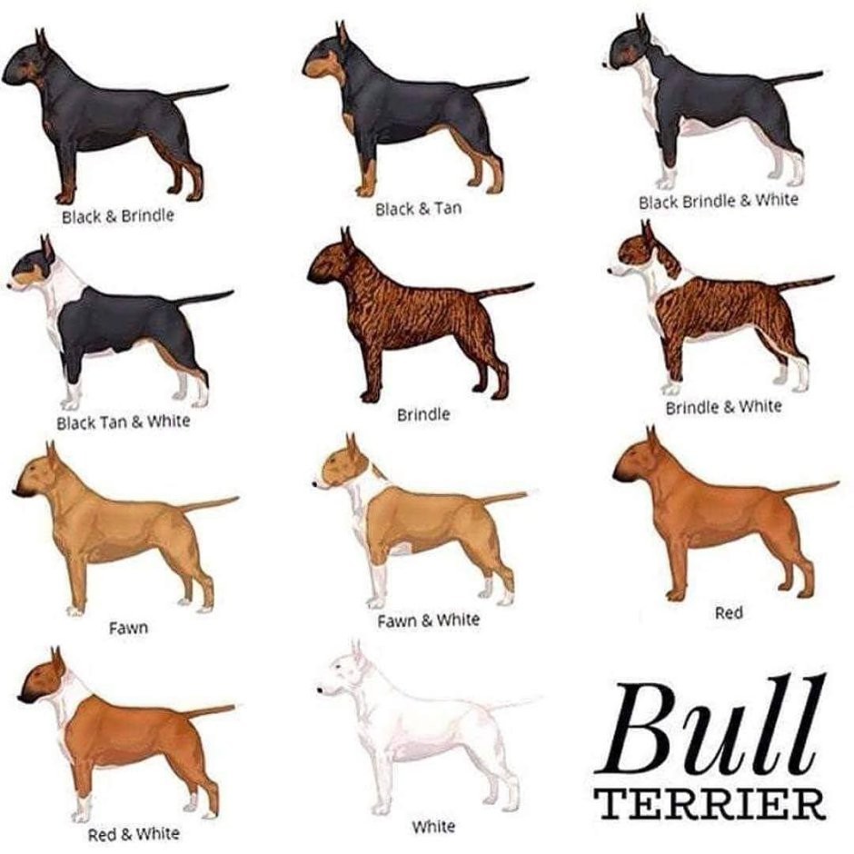 Бультерьер стандартный окрас
