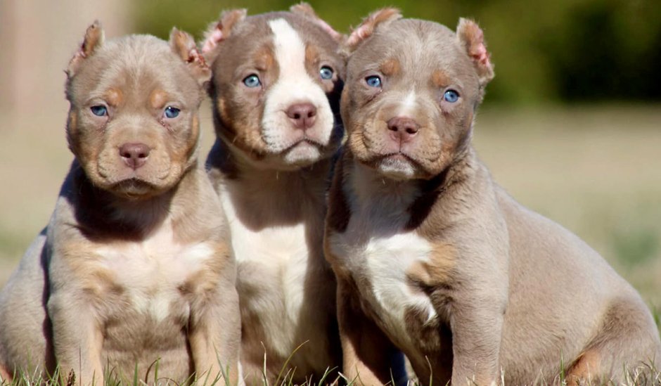 Порода булли