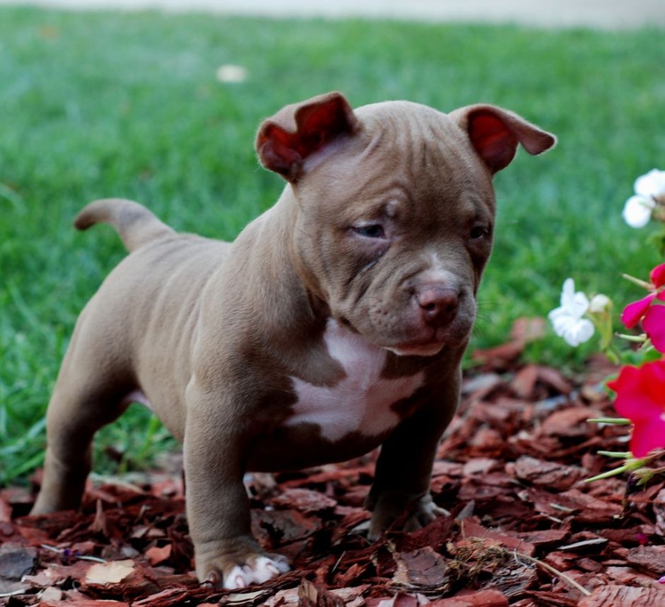 Американский стаффордширский булли