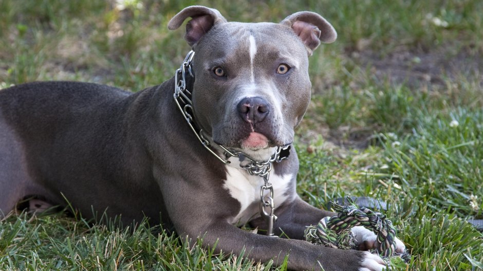 Американский питбультерьер щенки