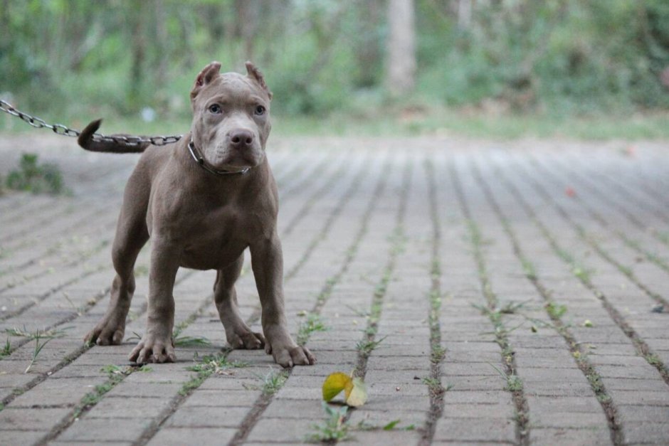 Миниатюрный питбуль