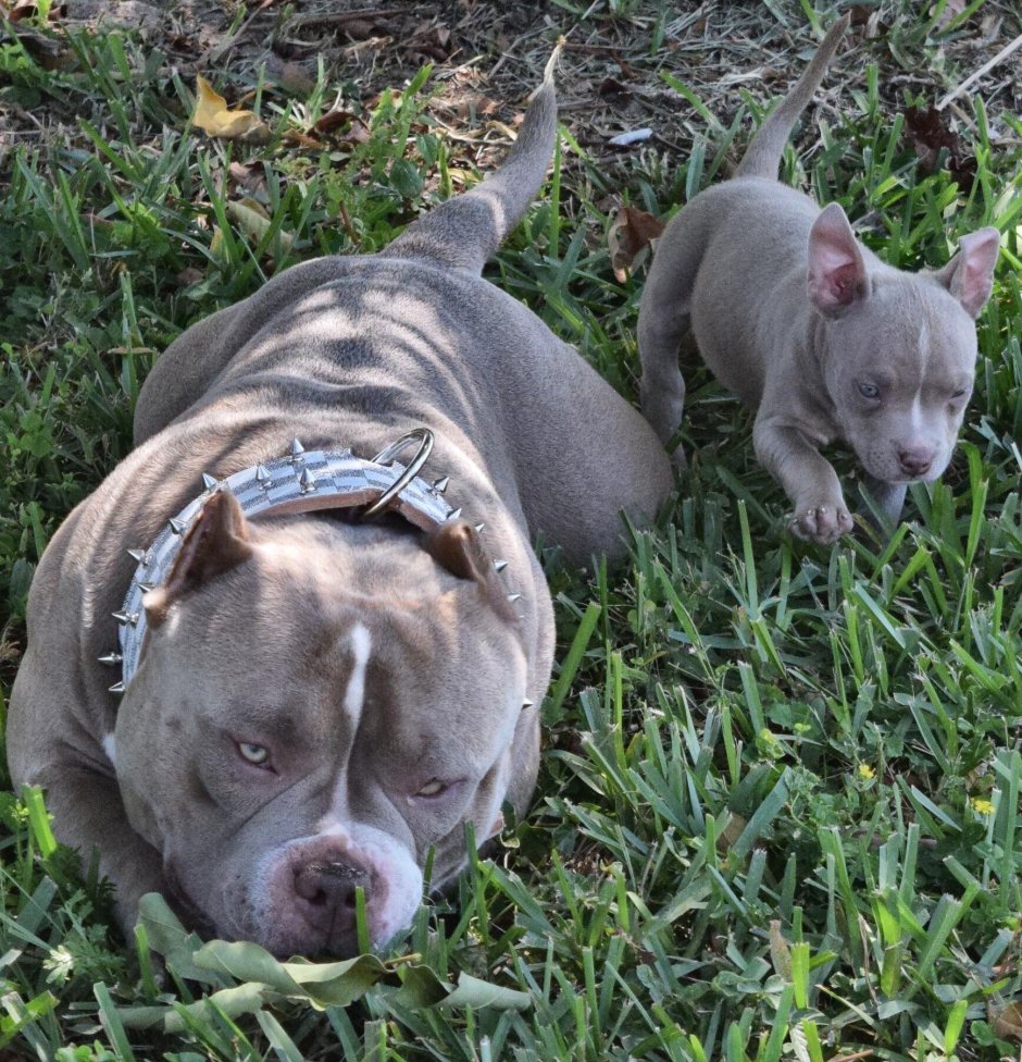 Бриндизская Бойцовая собака