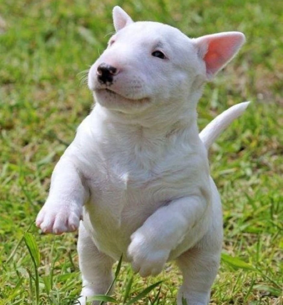 Бультерьер терьер