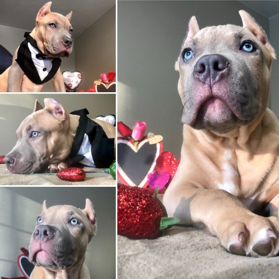 Питбули в одежде