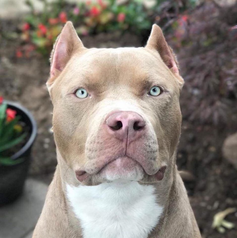 Амстафф питбуль терьер