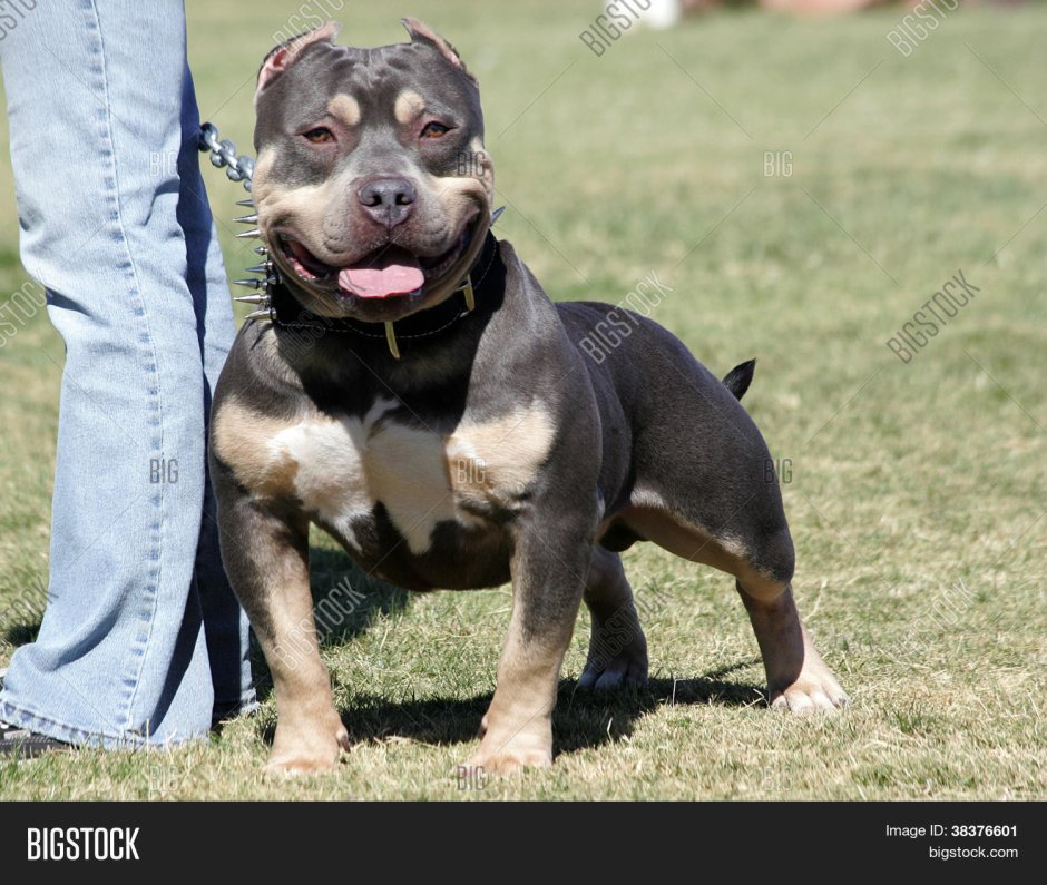 Питбуль мини взрослый