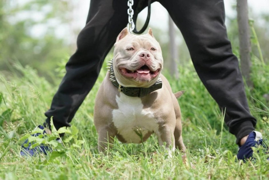 Американский булли карликовый