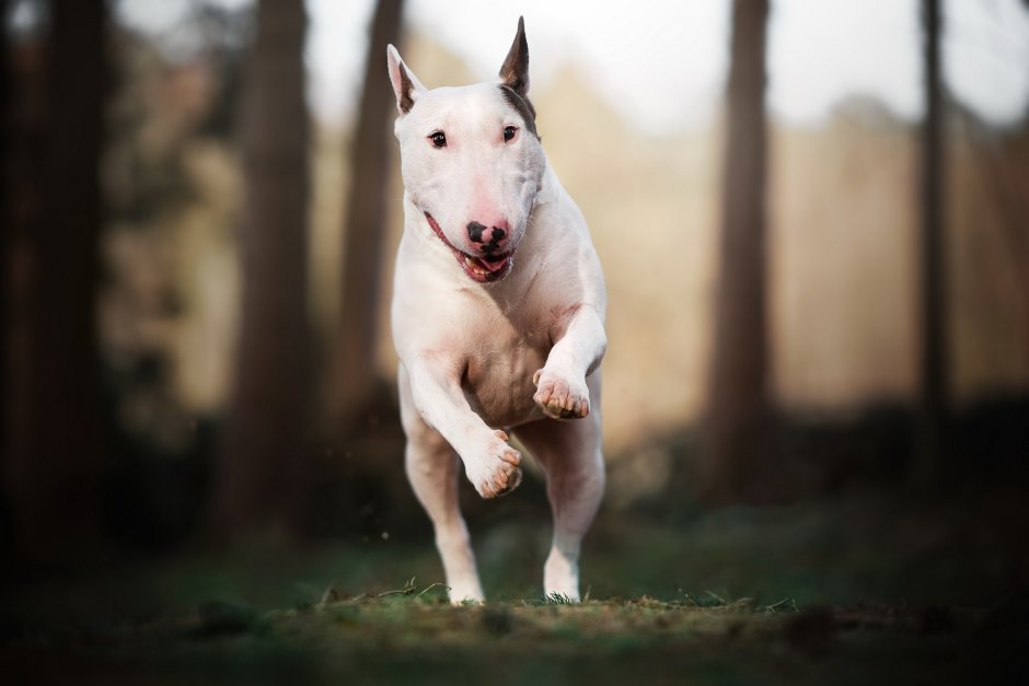 Бультерьер и Доберман