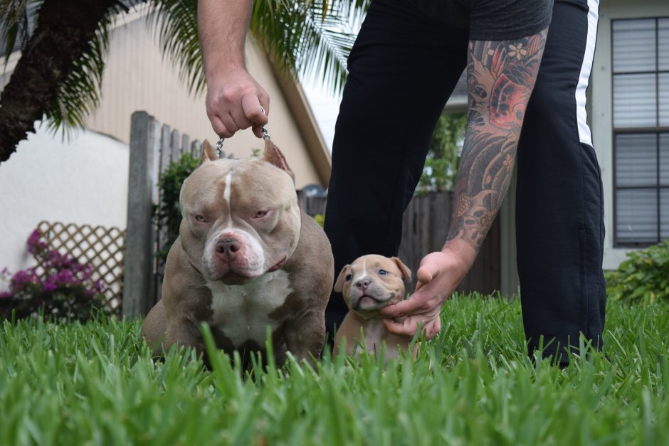 Американский булли покет экстрим