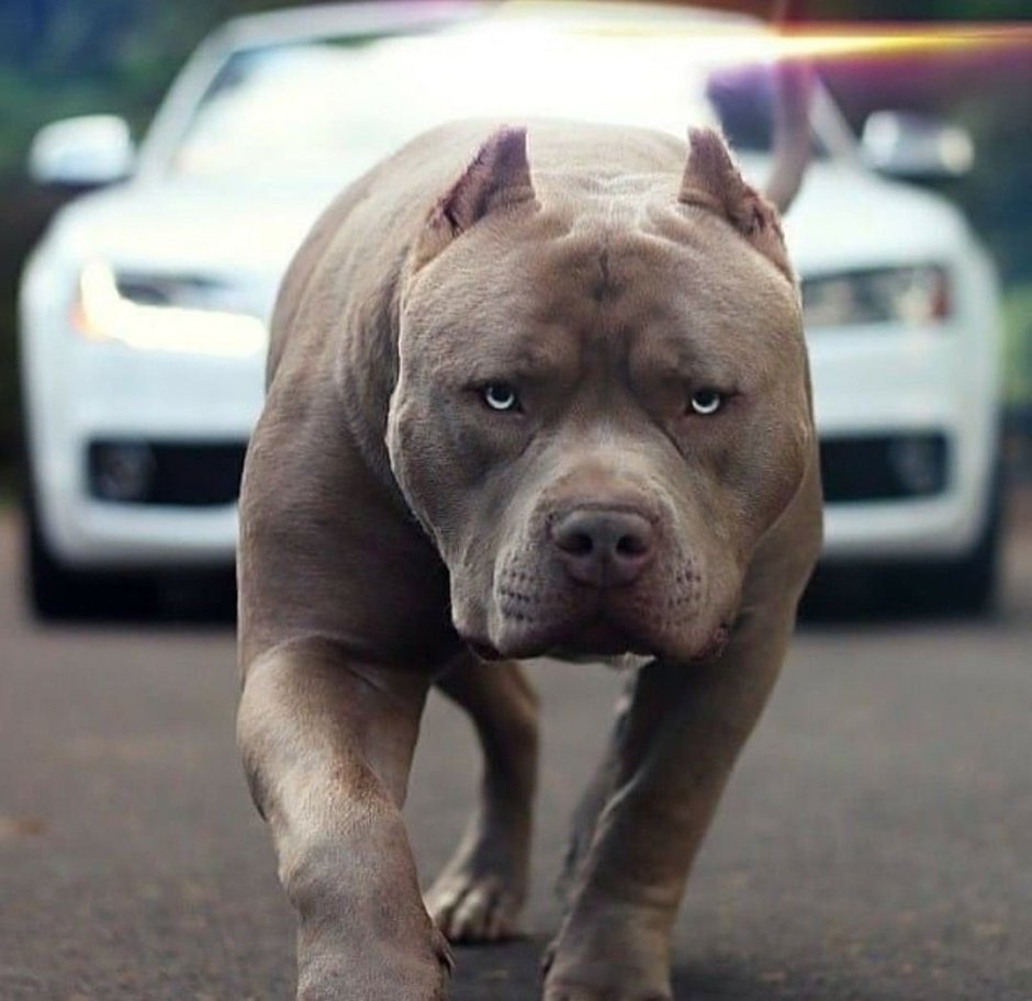 Американский булли Джон уик