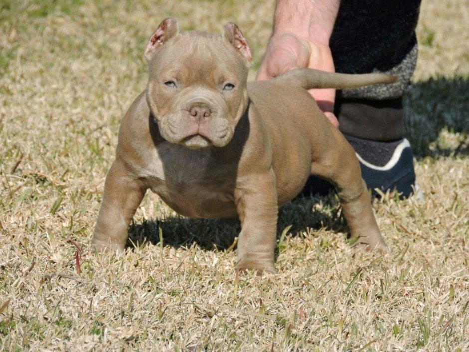 Американский булли щеном