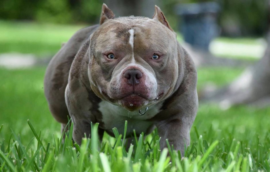 Американский булли