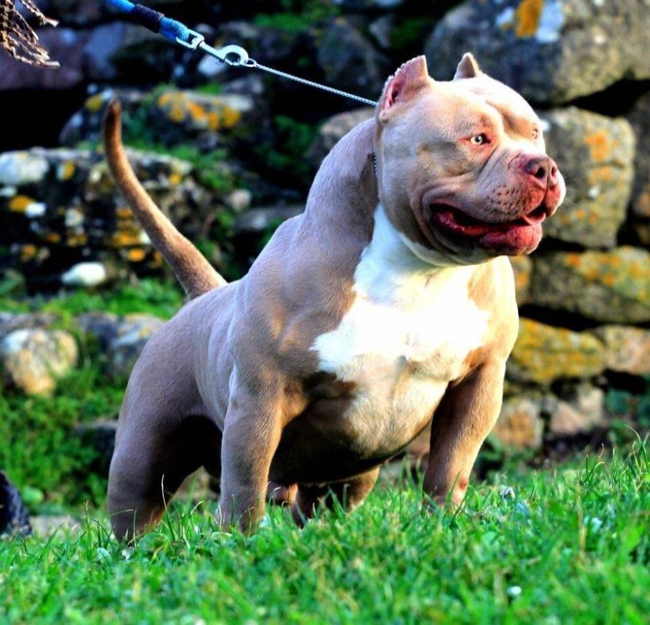 Американский булли XL