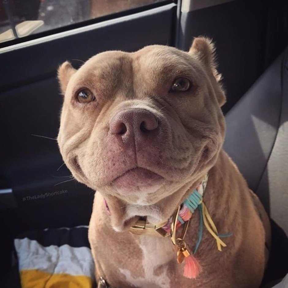 Собака-улыбака порода стафф